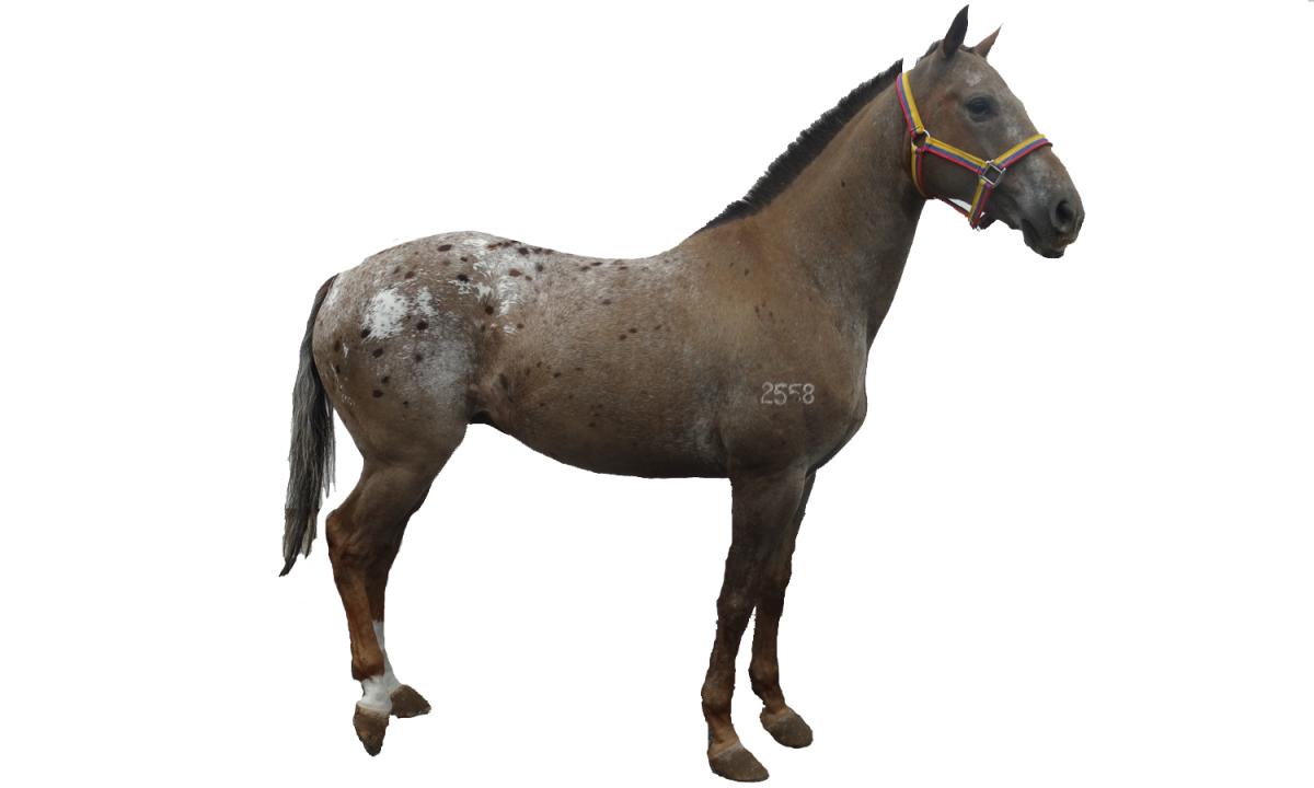 Appaloosa