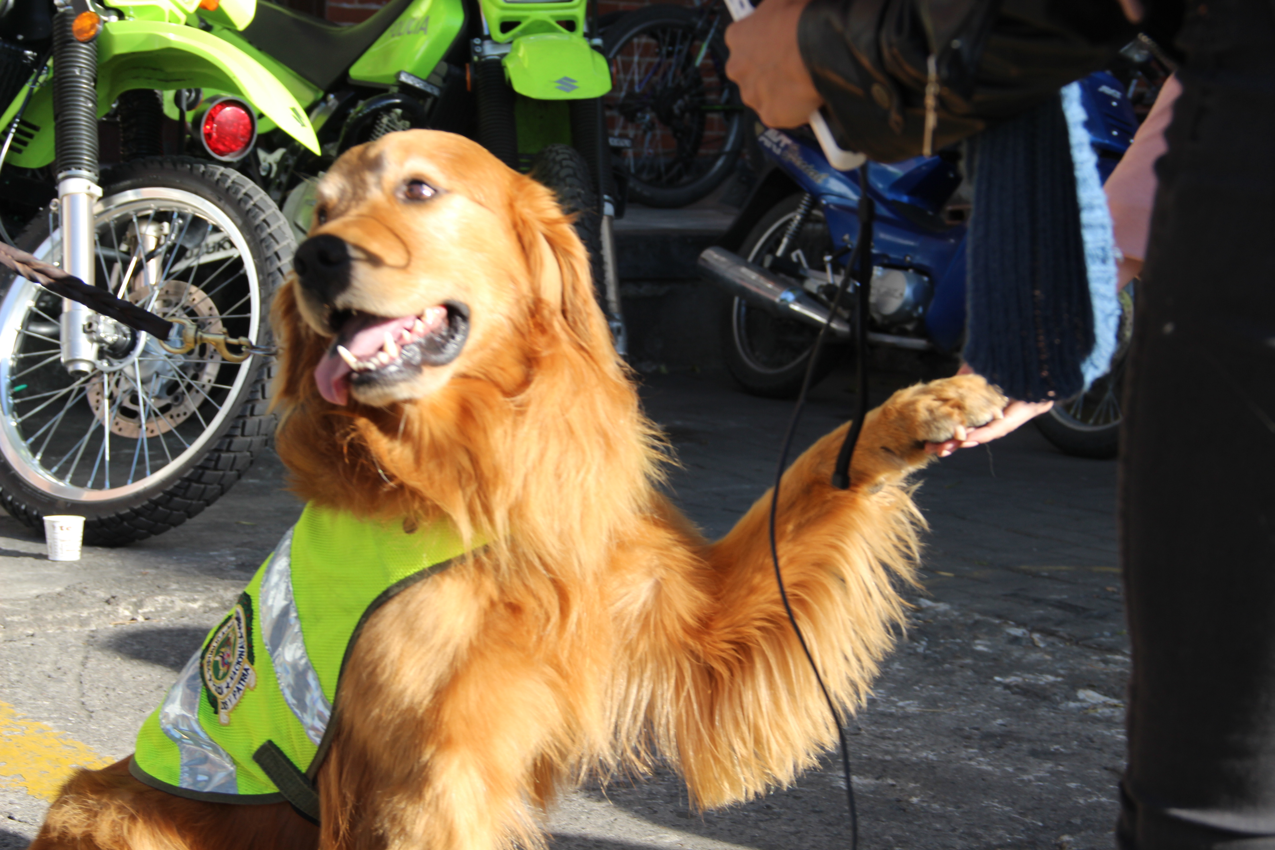 En-lo-corrido-de-este-año,-gracias-a-los-guías-caninos,-han-sido-detenidas-ocho-personas-llevando-alucinógenos-en-la-terminal-áerea-de-bogotá 09-10-2017-canino-desmantela-carga-de-marihuana