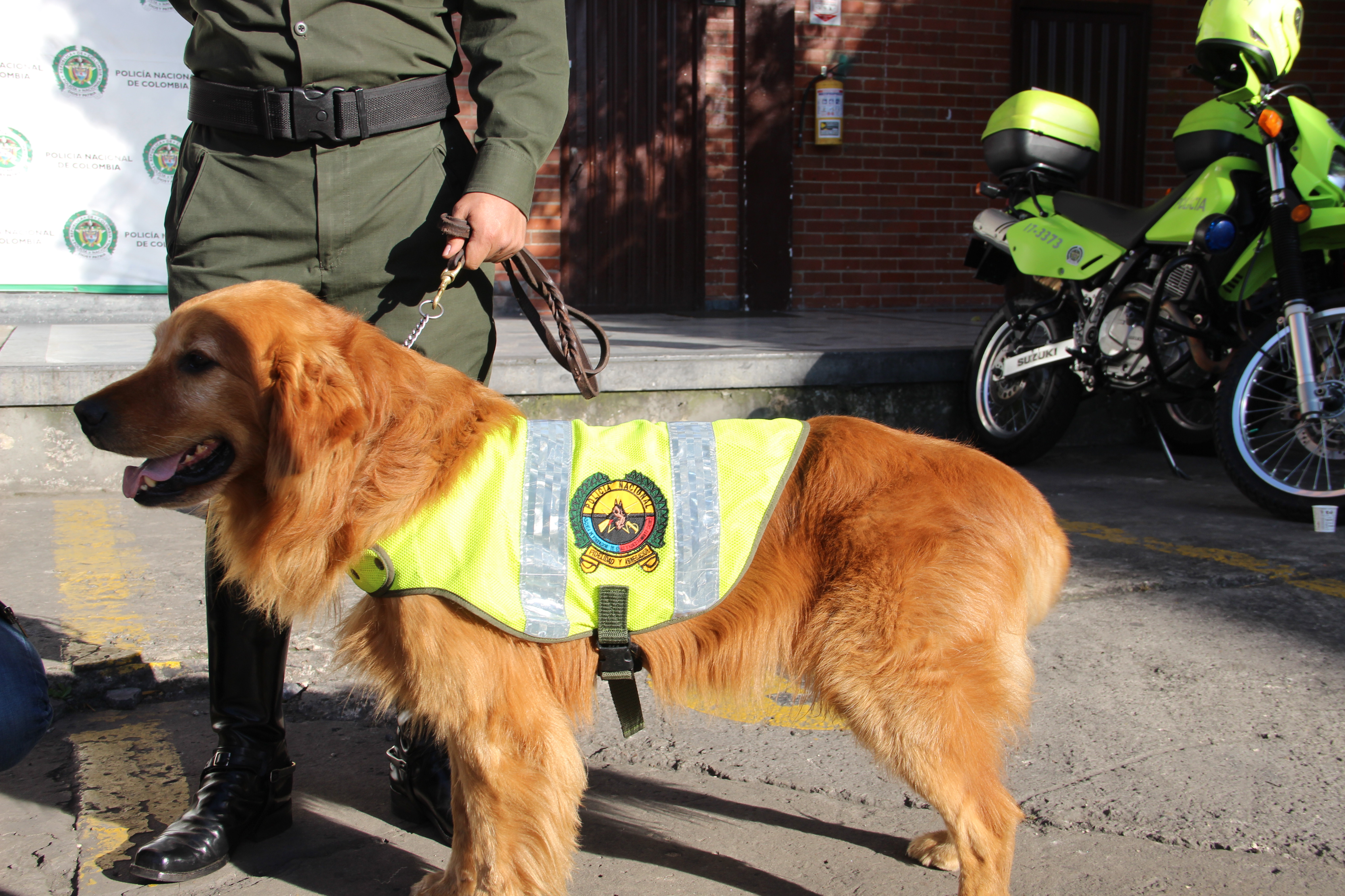 En-lo-corrido-de-este-año,-gracias-a-los-guías-caninos,-han-sido-detenidas-ocho-personas-llevando-alucinógenos-en-la-terminal-áerea-de-bogotá 09-10-2017-canino-desmantela-carga-de-marihuana