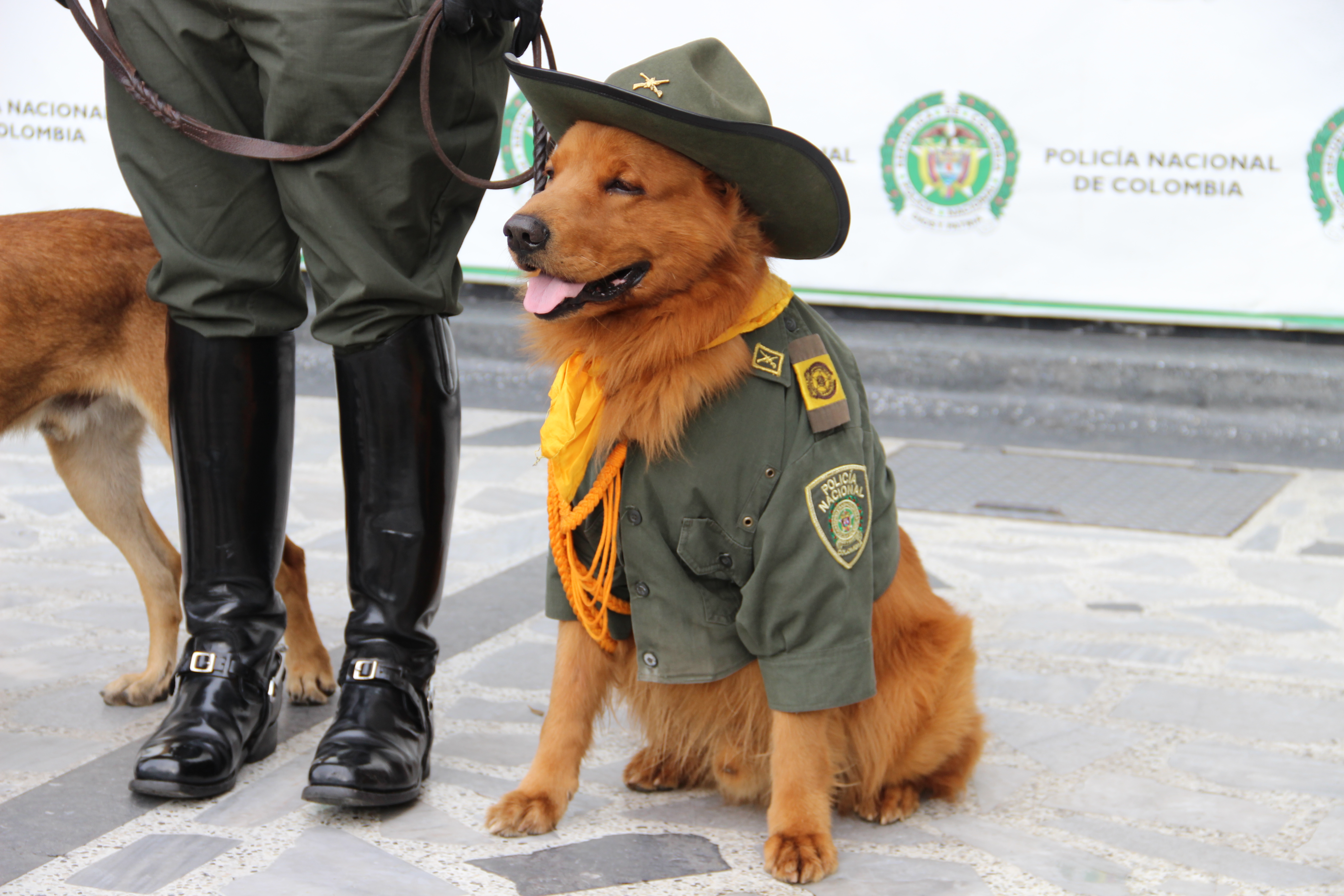 En-lo-corrido-de-este-año,-gracias-a-los-guías-caninos,-se-ha-evitado-el-envío-de-más-de-300-kg-de-estupefacientes-desde-la-terminal-aérea-de-bogotá guias-encuentran-cocaina-en-el-aeropuerto-el-dorado