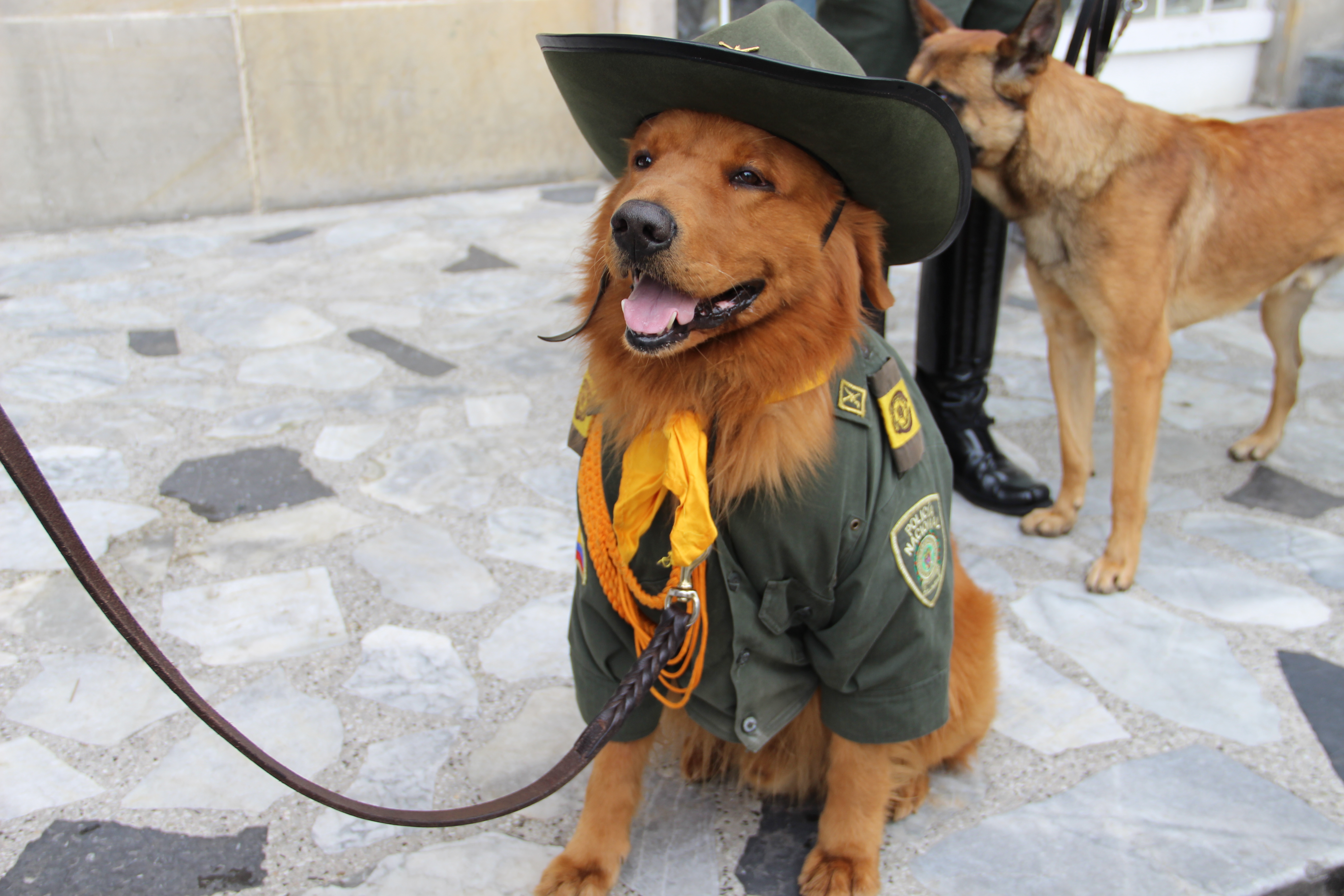 En-lo-corrido-de-este-año,-gracias-a-los-guías-caninos,-se-ha-evitado-el-envío-de-más-de-300-kg-de-estupefacientes-desde-la-terminal-aérea-de-bogotá guias-encuentran-cocaina-en-el-aeropuerto-el-dorado
