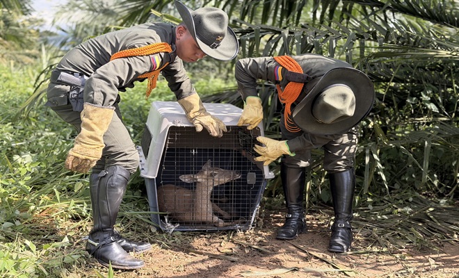 Dos carabineros rescatando un venado