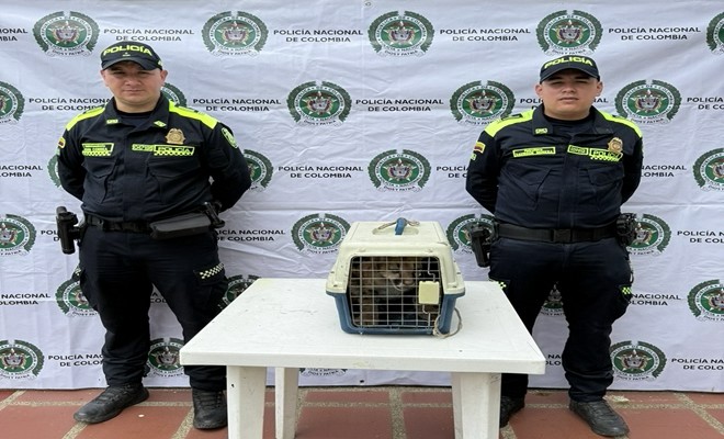 Dos policías custodiando el ejemplar silvestre encima de una mesa