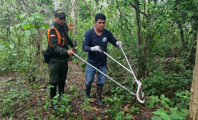 Grupo de Polic&iacute;a Ambiental y Ecol&oacute;gica en Monter&iacute;a, realiz&oacute; el rescate y posterior liberaci&oacute;n de una serpiente