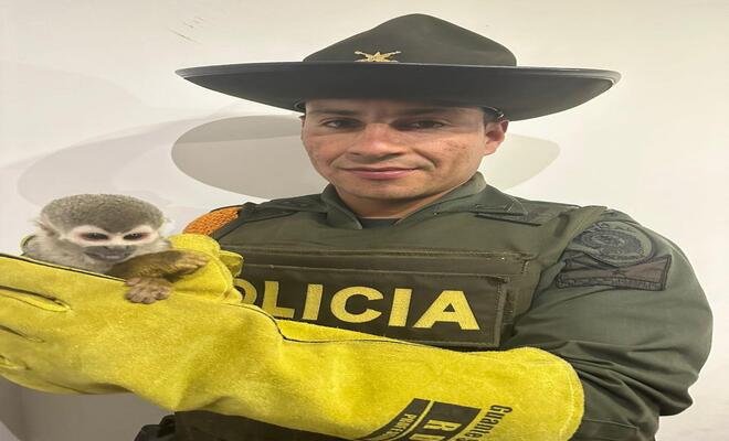 Rescate de mico