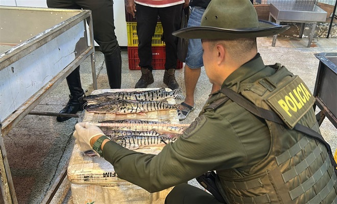 Revisión pesaje y talla pescados