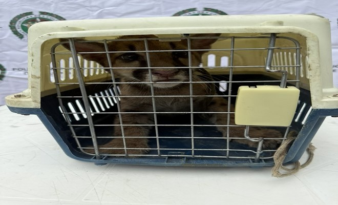 Un puma de montaña resguardado sin causarle daño