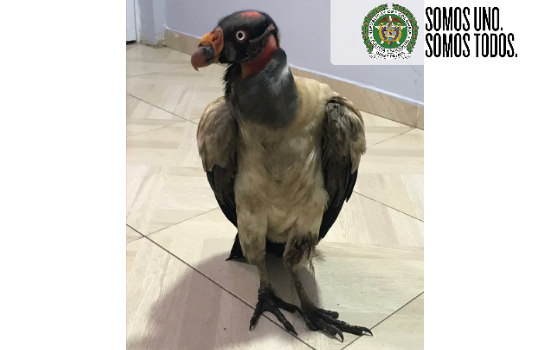 a_un_condor_se_le_aparecieron_angeles_veder_para_ponerlo_a_salvo