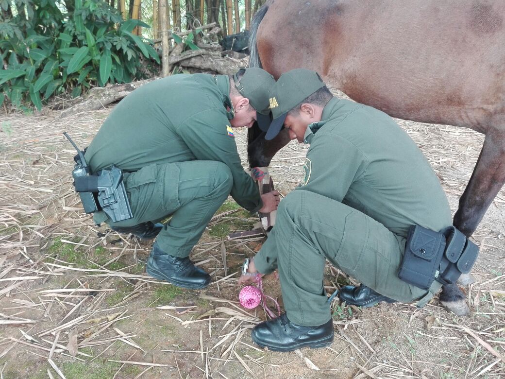 ayuda-a-equino