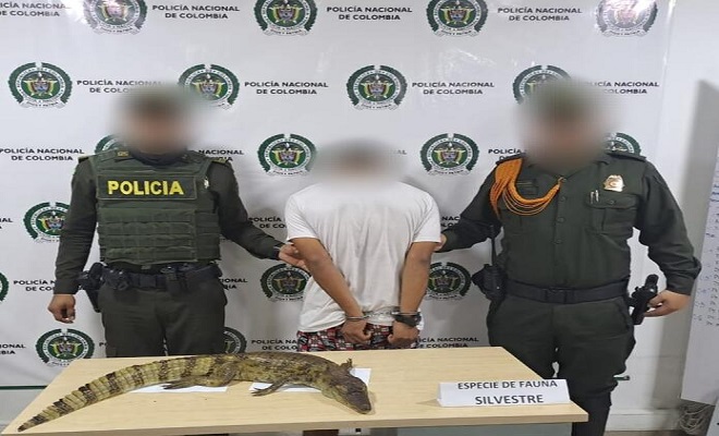 Tenía en su poder una babilla