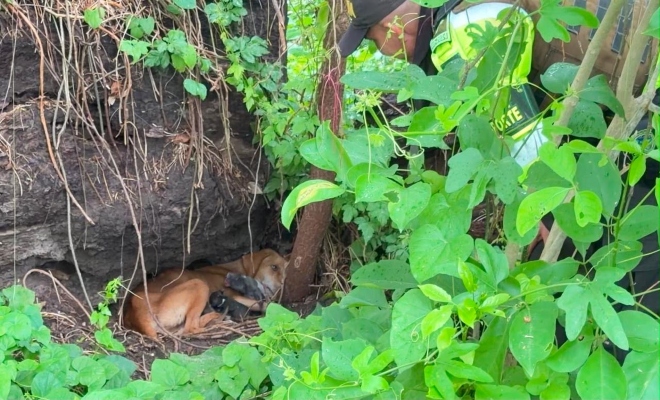 mamá canina junto a sus cachorros en una zona de vegetación antes de ser rescatados