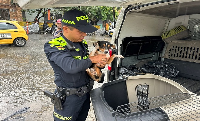 Canino-rescatado