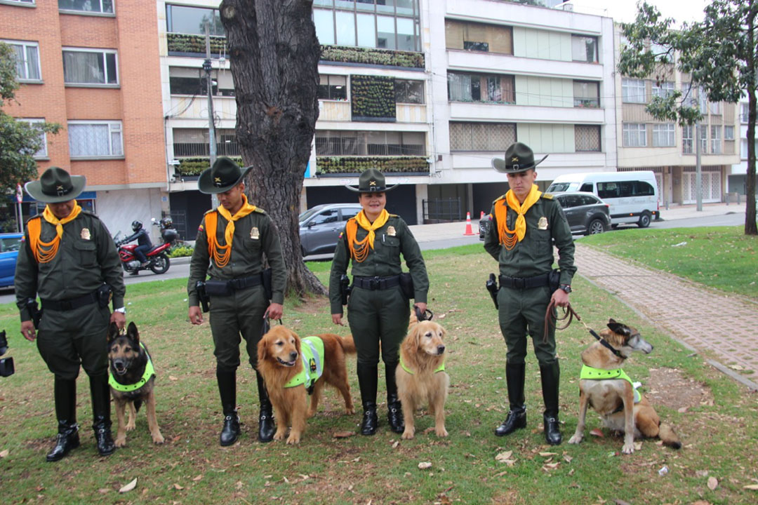 caninos-adopción