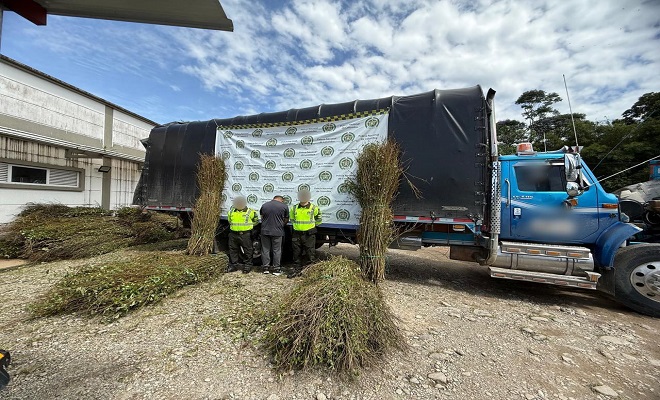 Policía Nacional incauta más de tres toneladas de tallos de coca en Putumayo Policía Nacional incauta más de tres toneladas de tallos de coca en Putumayo