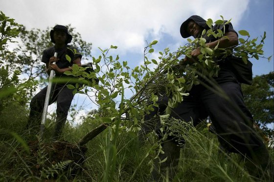 Policía Nacional sigue firme en la lucha contra el narcotráfico.