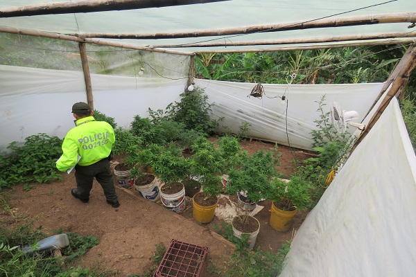 invernaderos con plantaciones de marihuana