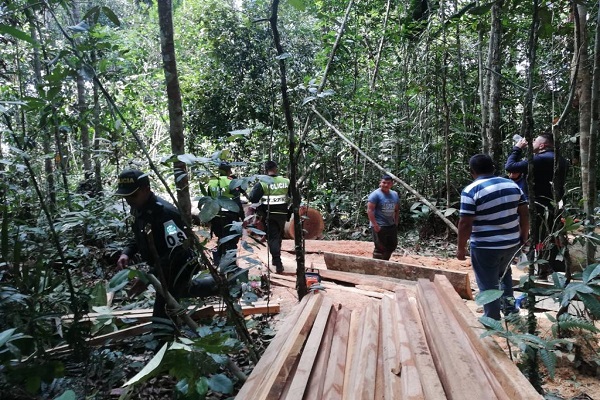 deforestación 