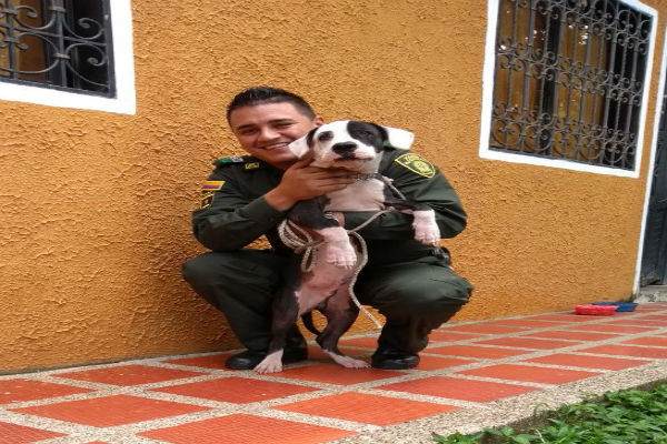 dogger-rescate