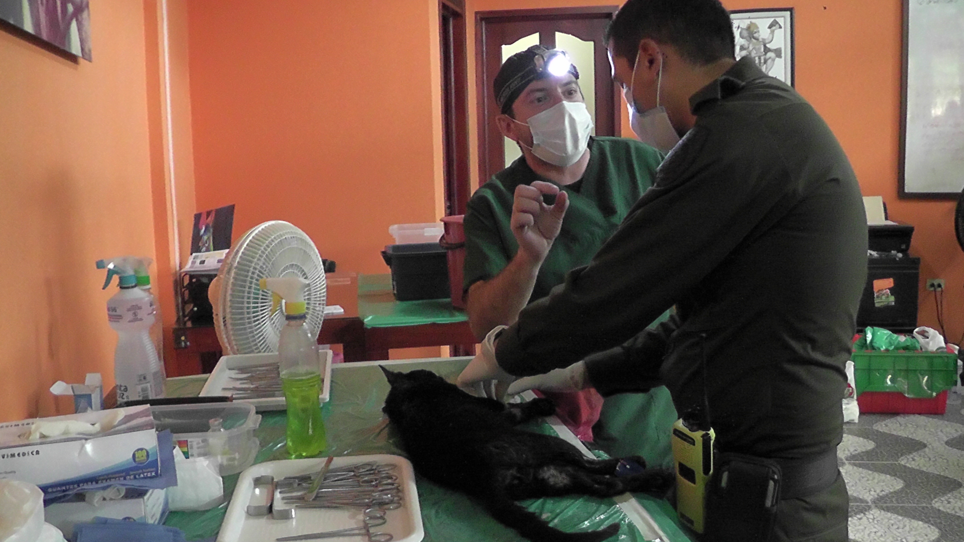 esterilización