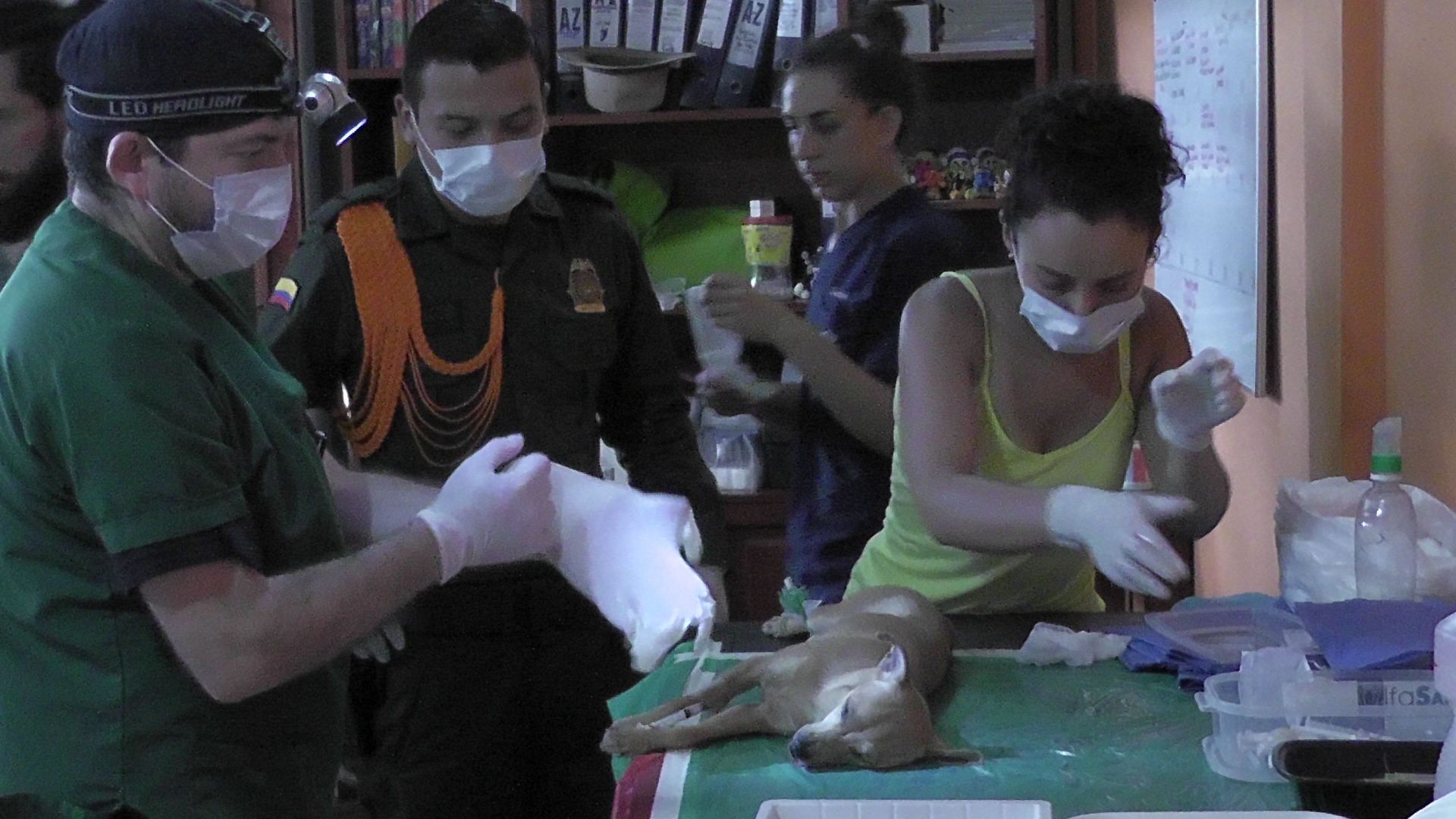 esterilización
