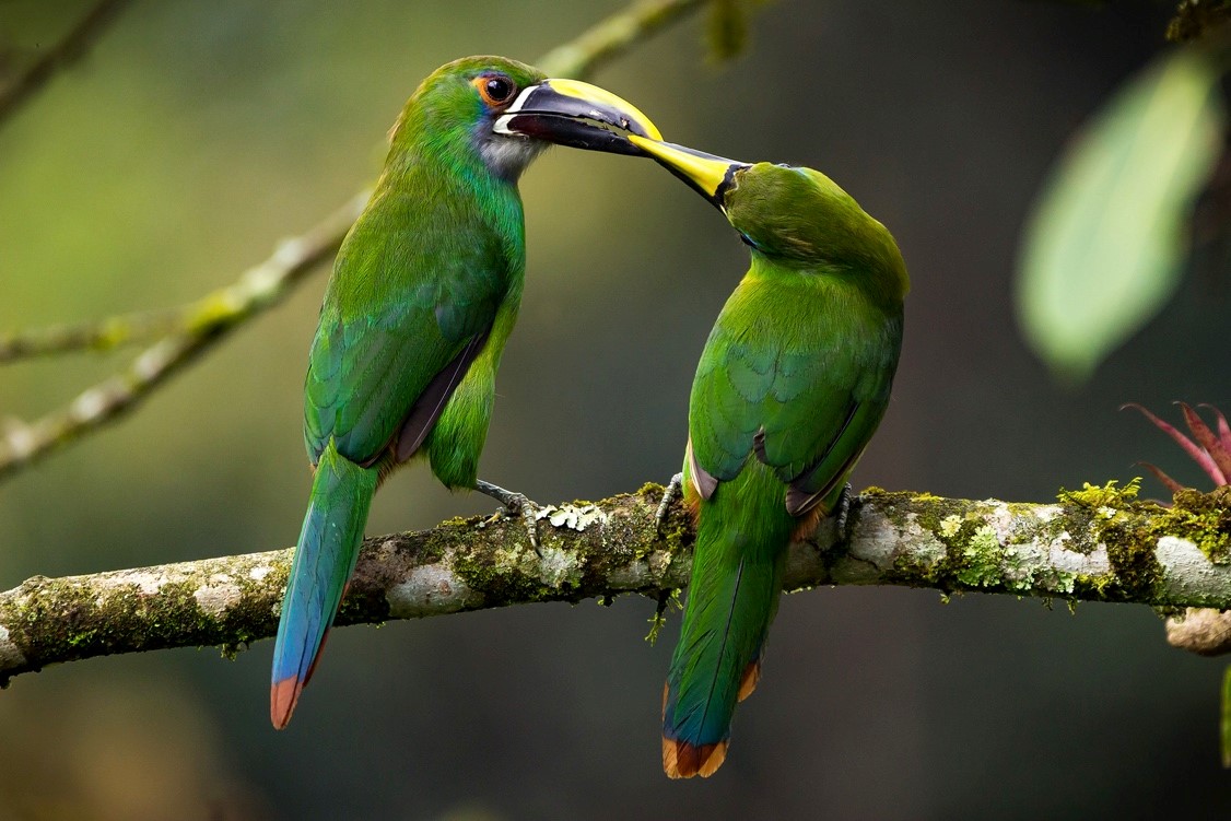 el-beso