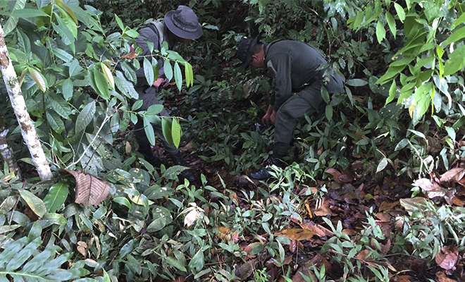 En-Puerto Rico-frustramos-el-tráfico-de-mil-dosis personales-de-marihuana