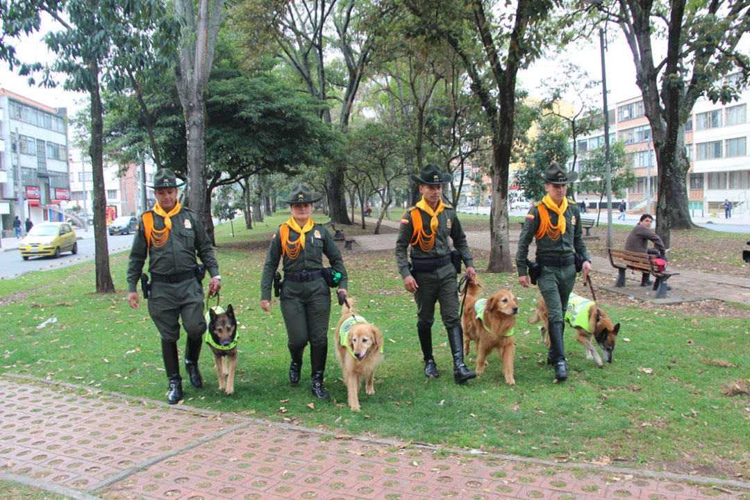 caninos-adopcion