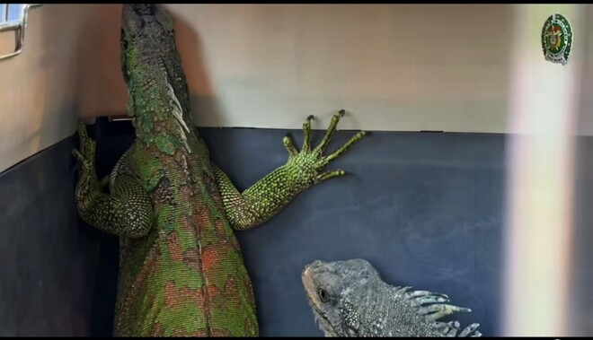 Dos iguanas se encuentran en un espacio cerrado, recuperadas por la policía en una operación contra tráfico de fauna