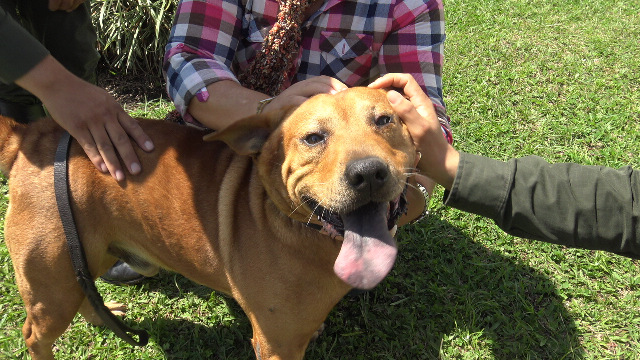 Este-canino-fue-encontrado-en-el-mes-de-Abril-en-condiciones-de-salud-lamentables-pero-hoy-tiene-un-nuevo-hogar