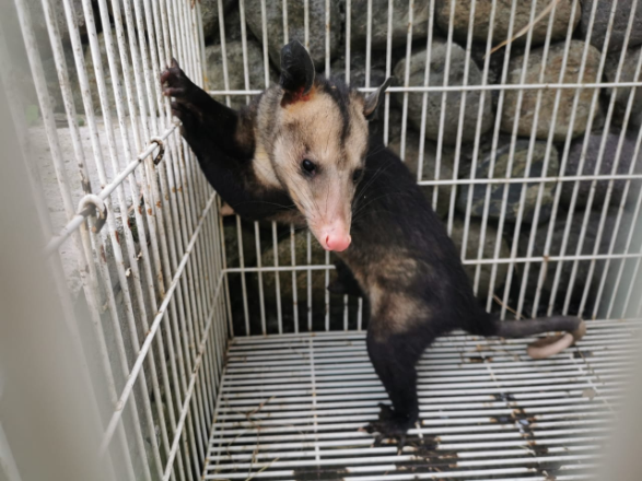 Incautamos  una zarigueya, de nombre científico “Didelphis Marsupialis”