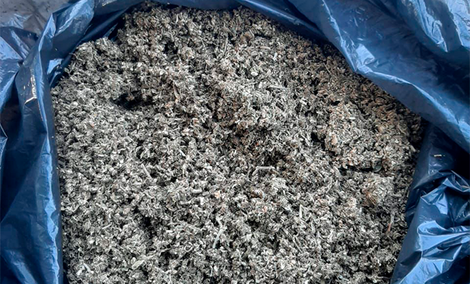 marihuana incautada