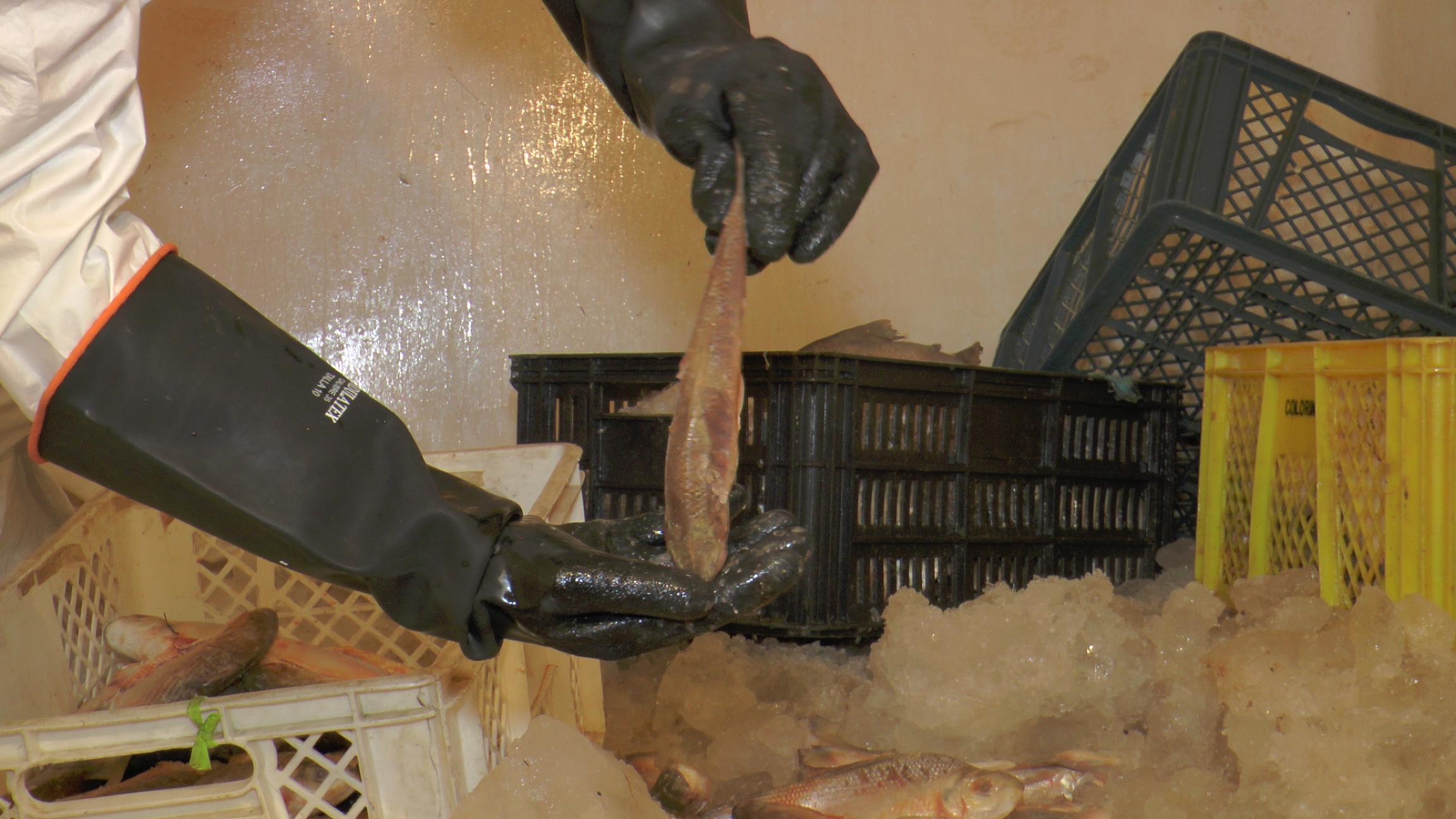 incautacion_pescado