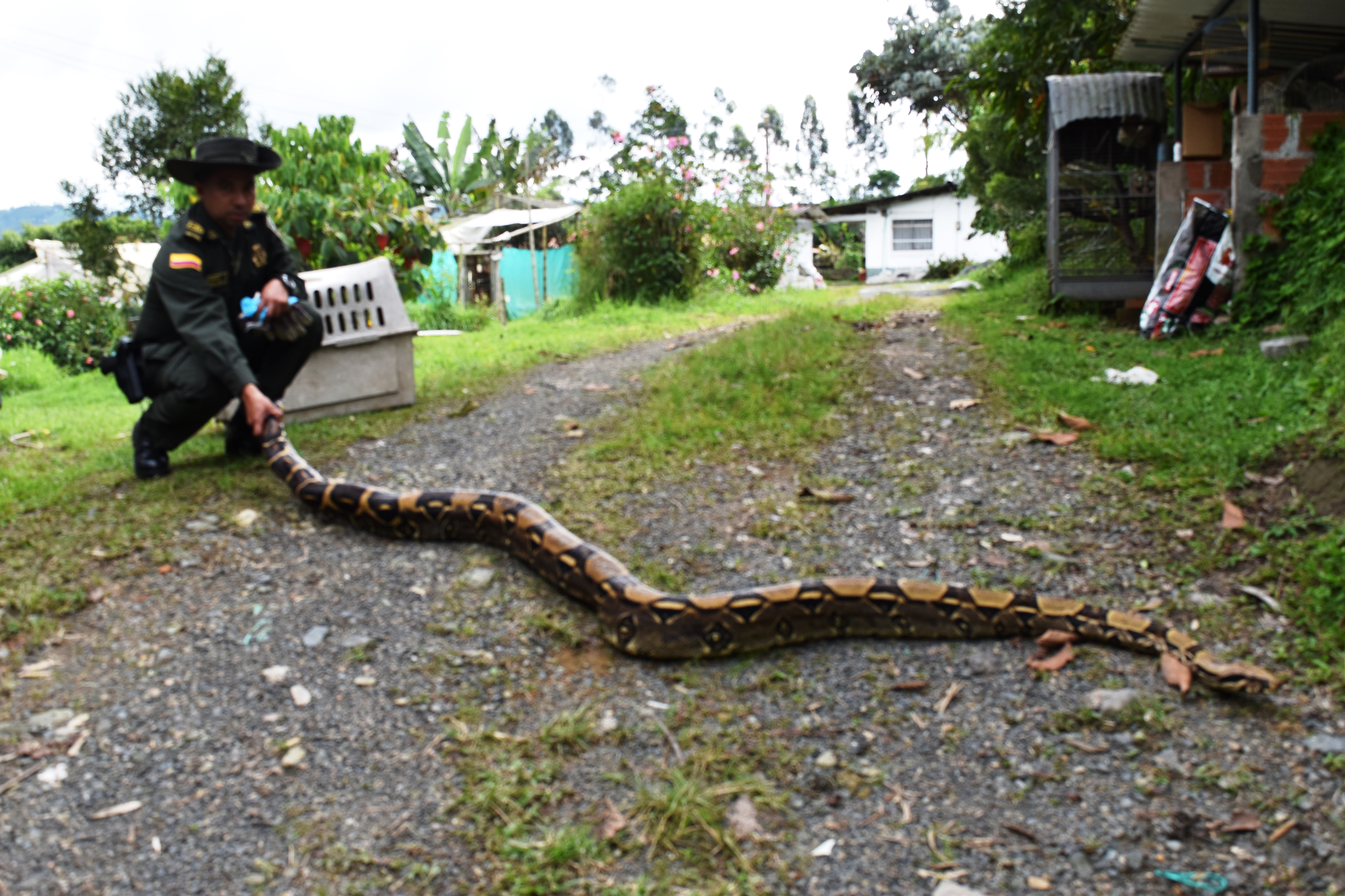 Boa-constrictor