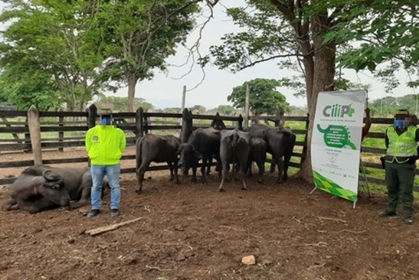 Incautamos-más-de-12-millones-de-pesos-en-ganado-de-contrabando-en-el-Cesar