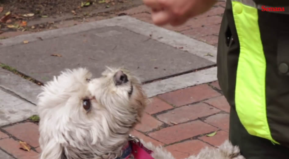 la-perrita-callejera-que-trabaja-en-un-cai-de-bogota-policia