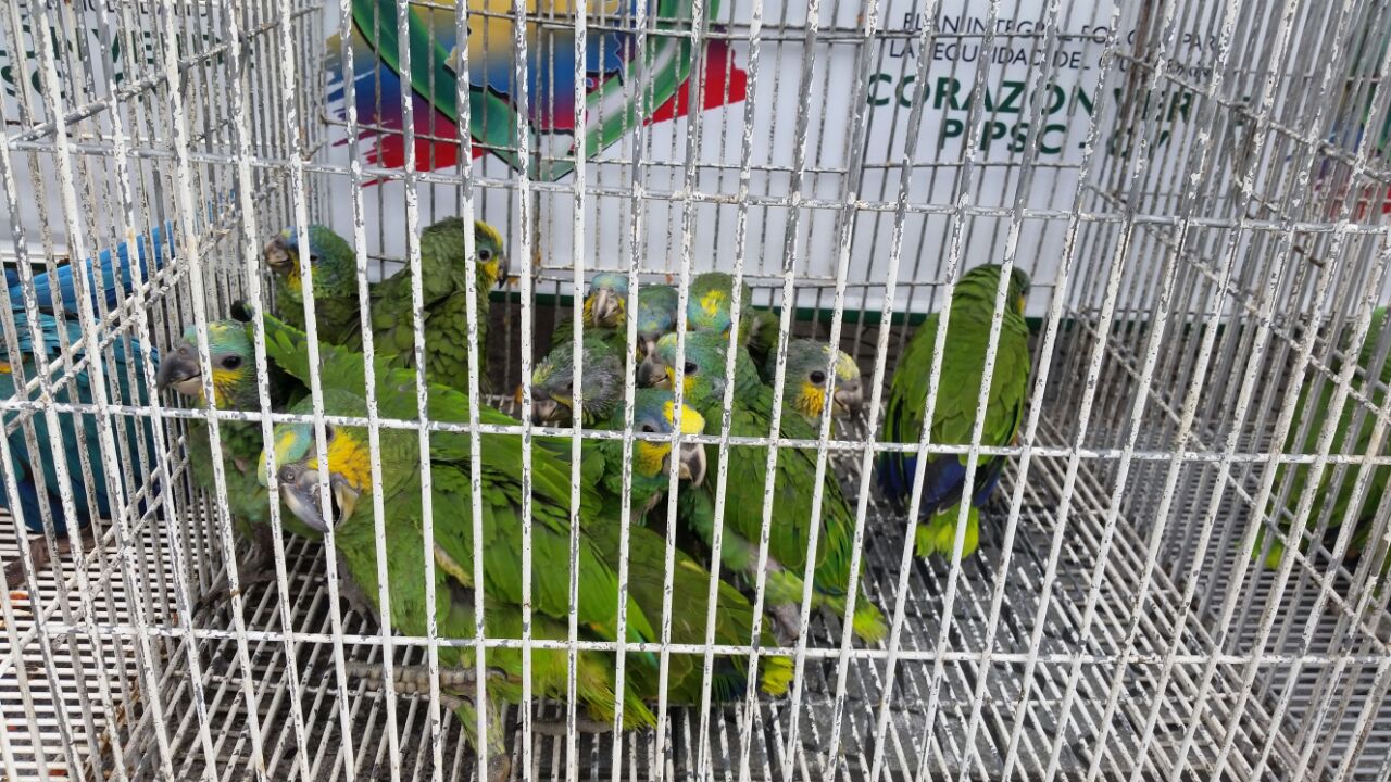loros_recuperados