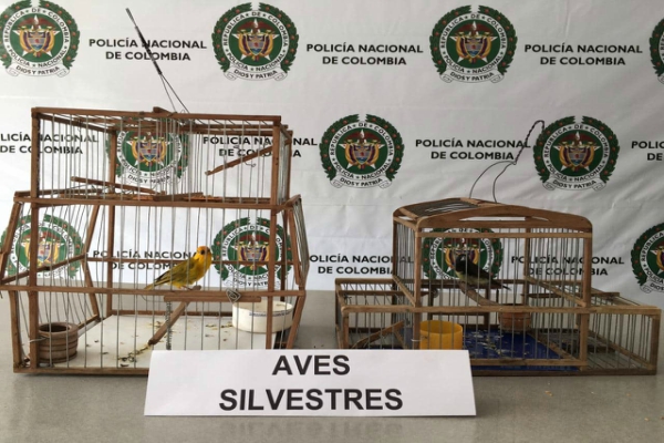 animales rescatados 