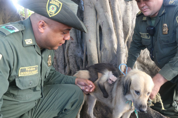 Mico rescatado que fue criado por una canina