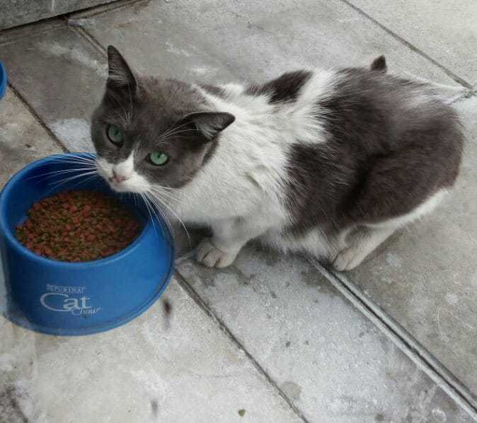 los-gatos-pequeños