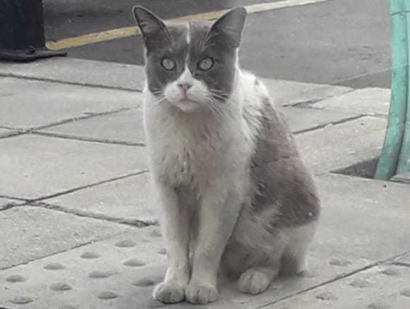la-gata-pechecha