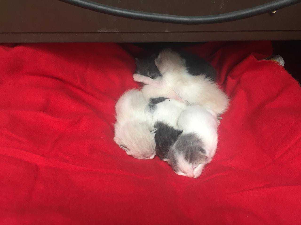 los-gatos-pequeños