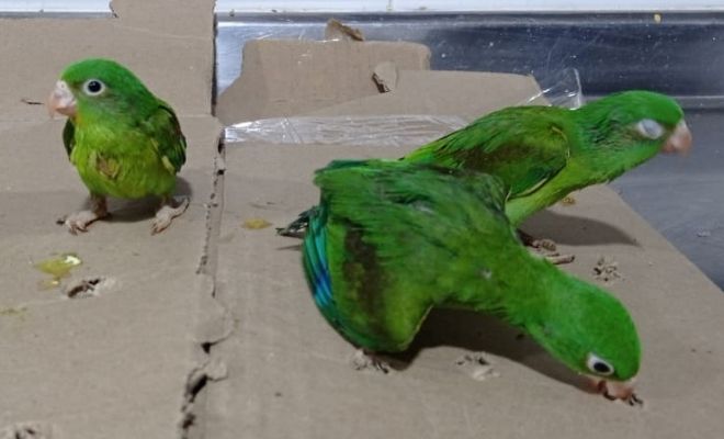  pericos