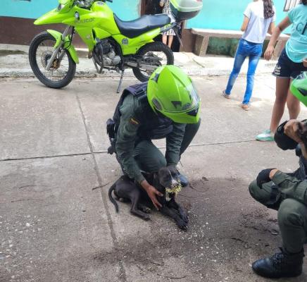 Protección animal