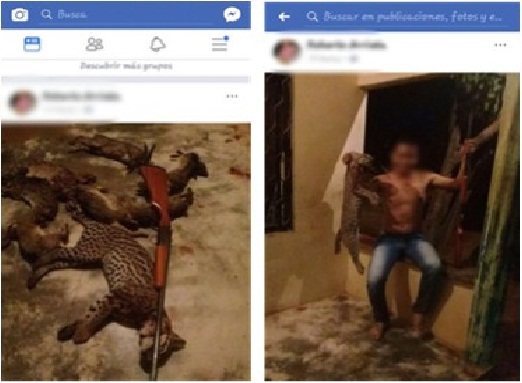 capturado-ilícito aprovechamiento de recursos no renovables-caza de animales silvestres-pivijay-SIJIN-magdalena-facebook-red social