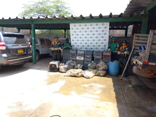 recuperación de babillas en sucre 02