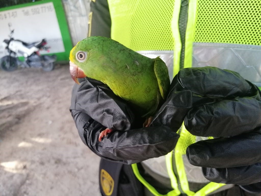 Rescatamos un ave en las vías de Leticia