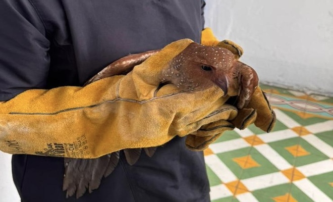 Acci&oacute;n conjunta permite recuperar un gu&aacute;charo y proteger la biodiversidad de Nari&ntilde;o