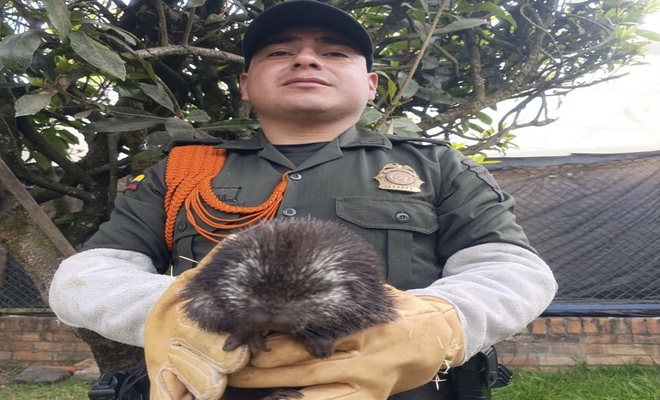 Policía de Carabineros rescatando un puercoespín 