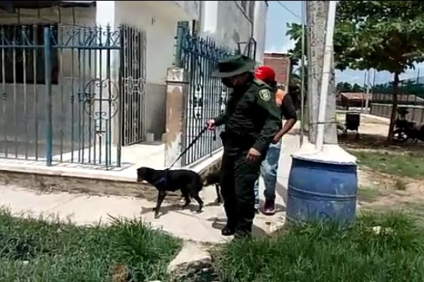 Caninos rescatados
