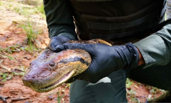  rescate_anaconda
